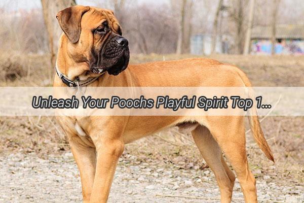 Unleash Your Poochs Playful Spirit Top 10 Destinations for Canine Adventures